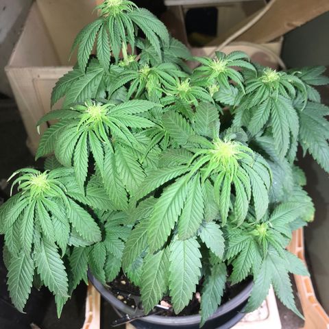 Black Orchid  #2 growlog timeline photo