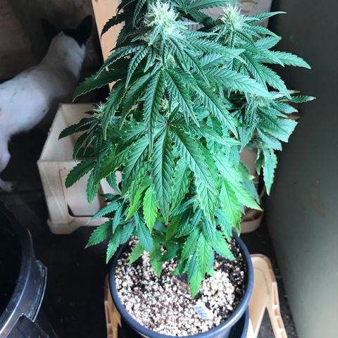 Royal Biscotti  #2 growlog timeline photo