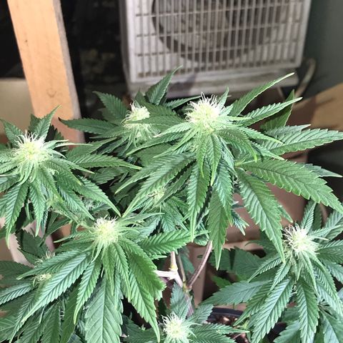 Royal Skywalker  #3 growlog timeline photo