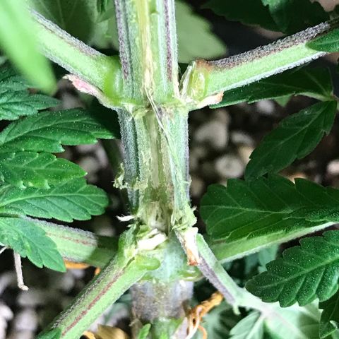 Royal Apple Fritter #1 growlog timeline photo