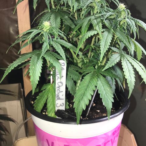 Black Orchid  #3 growlog timeline photo