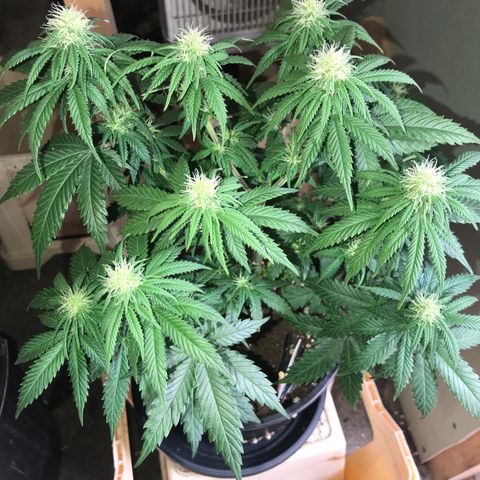 Do- Si- Dos #2 growlog timeline photo