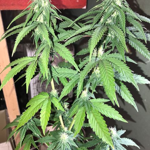 Royal Biscotti  #3 growlog timeline photo