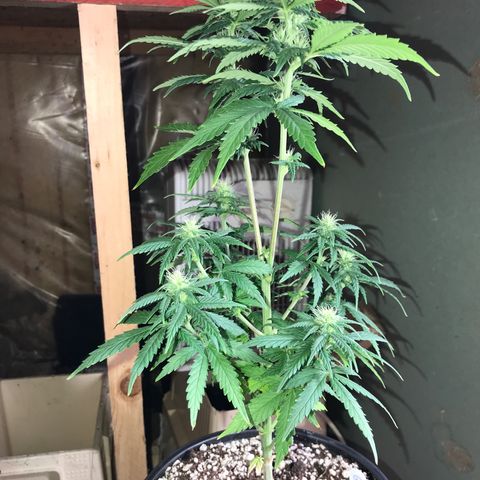 Royal Gushers #1 growlog timeline photo
