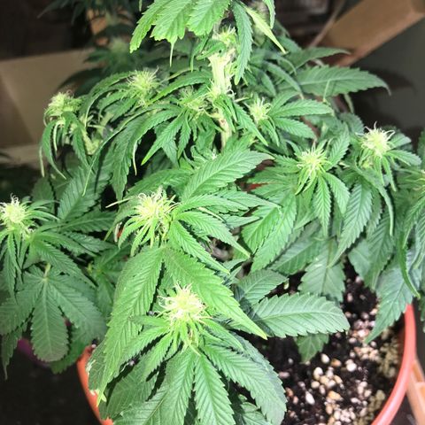 Black Orchid  #1 growlog timeline photo