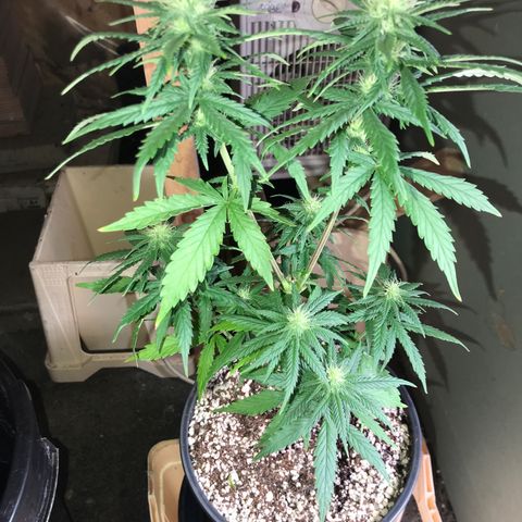 Royal Gushers #1 growlog timeline photo