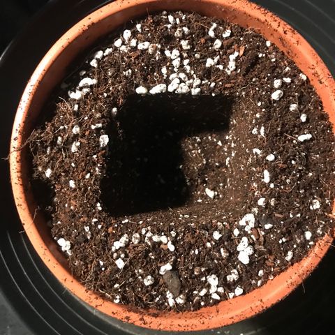 White Runtz  #1 growlog timeline photo