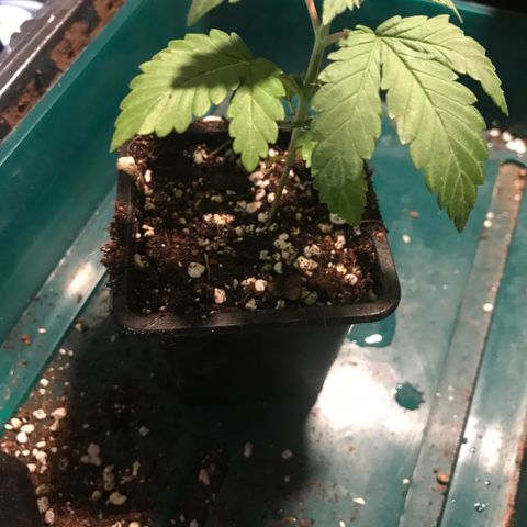White Runtz  #1 growlog timeline photo