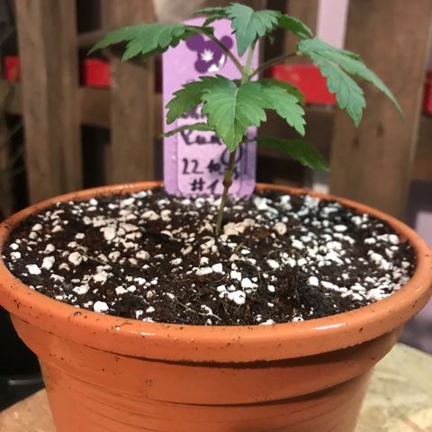 White Runtz  #1 growlog timeline photo