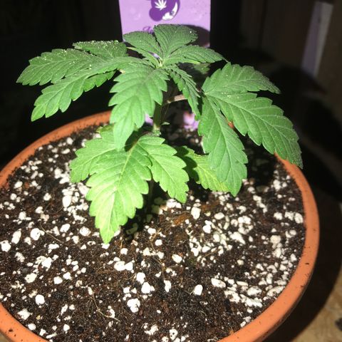 White Runtz  #1 growlog timeline photo