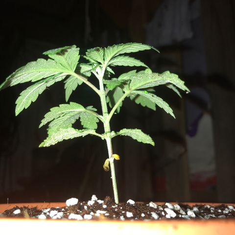 White Runtz  #1 growlog timeline photo