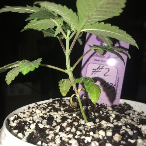 White Runtz  #2 growlog timeline photo