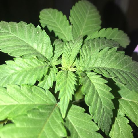 White Runtz  #2 growlog timeline photo