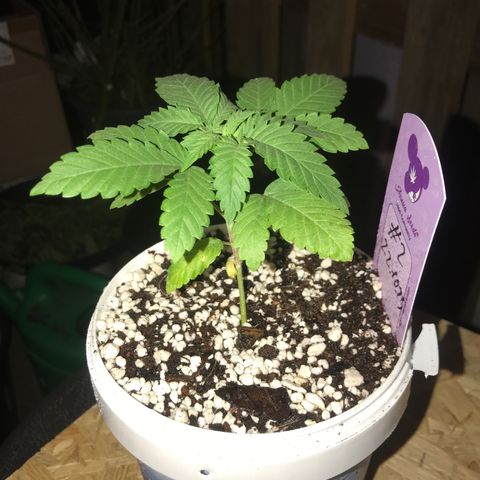 White Runtz  #2 growlog timeline photo