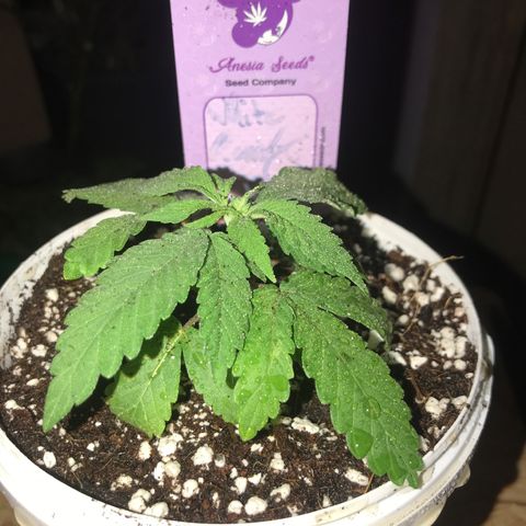 White Runtz  #3 growlog timeline photo