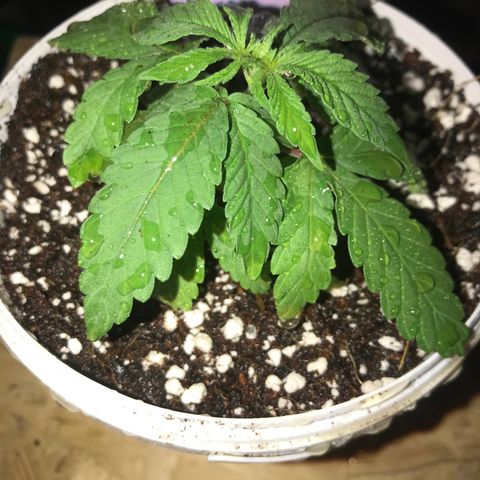 White Runtz  #3 growlog timeline photo