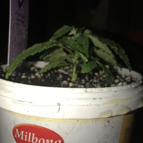 White Runtz  #3 growlog timeline photo