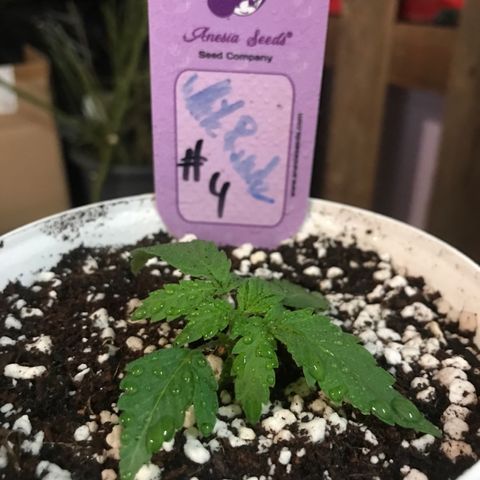 White Runtz  #4 growlog timeline photo