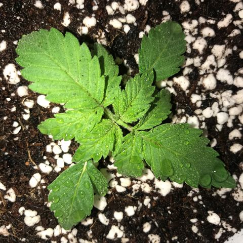 White Runtz  #4 growlog timeline photo