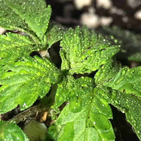 White Runtz  #4 growlog timeline photo