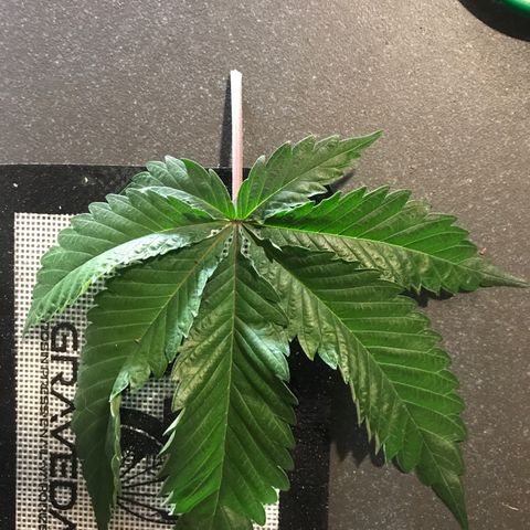Special Queen #1 growlog timeline photo