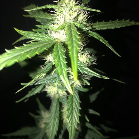 Purple Haze #1 growlog timeline photo
