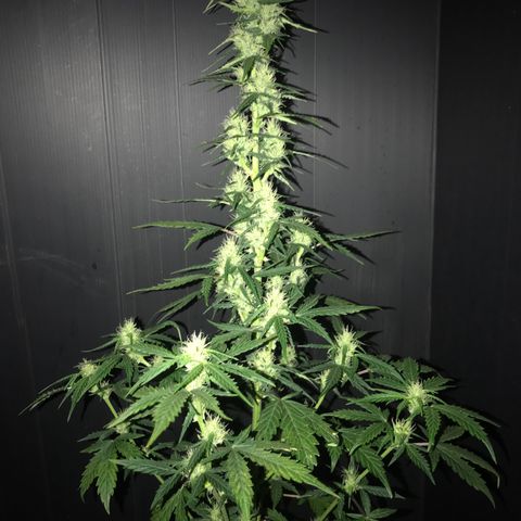Purple Haze #1 growlog timeline photo
