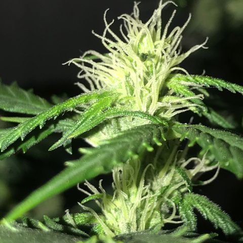 Purple Haze #1 growlog timeline photo