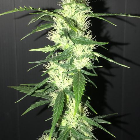 Purple Haze #1 growlog timeline photo