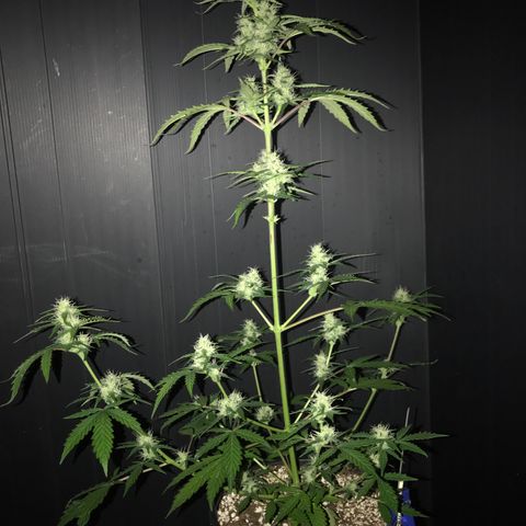 Purple Haze #4 growlog timeline photo