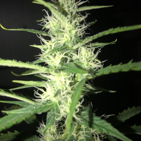 Purple Haze #4 growlog timeline photo