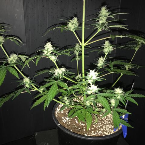 Purple Haze #4 growlog timeline photo