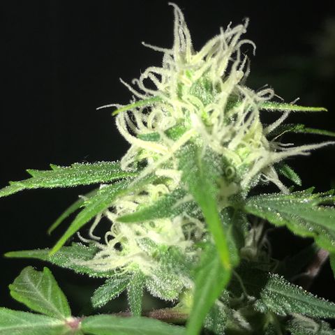 Purple Haze #4 growlog timeline photo