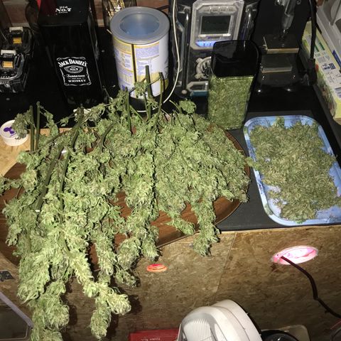 Hollands Hope  #1 growlog timeline photo