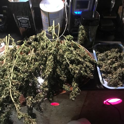Hollands Hope  #1 growlog timeline photo