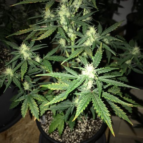 Purple Haze #1 growlog timeline photo