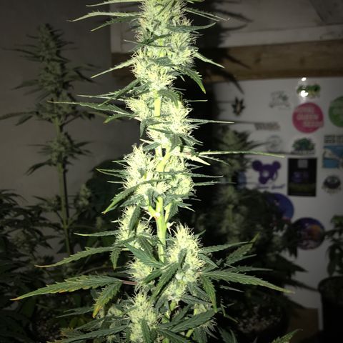 Purple Haze #1 growlog timeline photo