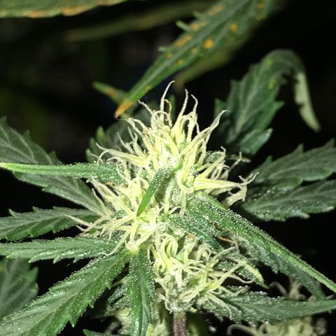Purple Haze #1 growlog timeline photo