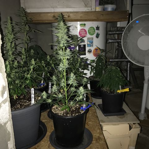 Do- Si- Dos #3 growlog timeline photo
