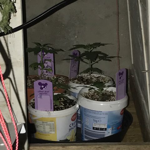 Do- Si- Dos #3 growlog timeline photo