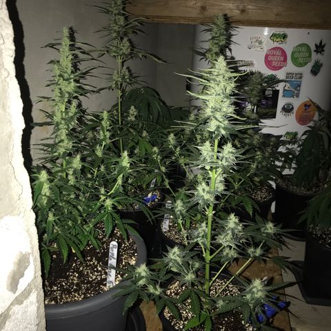 Do- Si- Dos #3 growlog timeline photo
