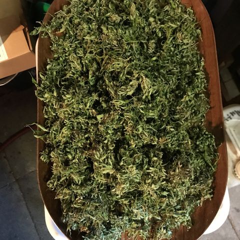 Hollands Hope  #1 growlog timeline photo