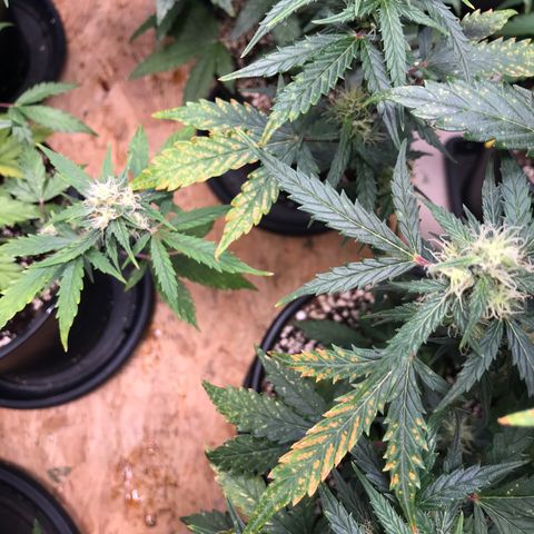 Purple Haze #1 growlog timeline photo