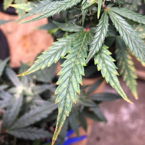Purple Haze #1 growlog timeline photo