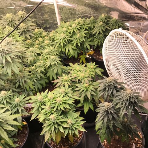 Do- Si- Dos #3 growlog timeline photo