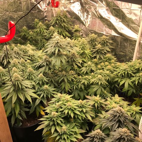 Do- Si- Dos #3 growlog timeline photo