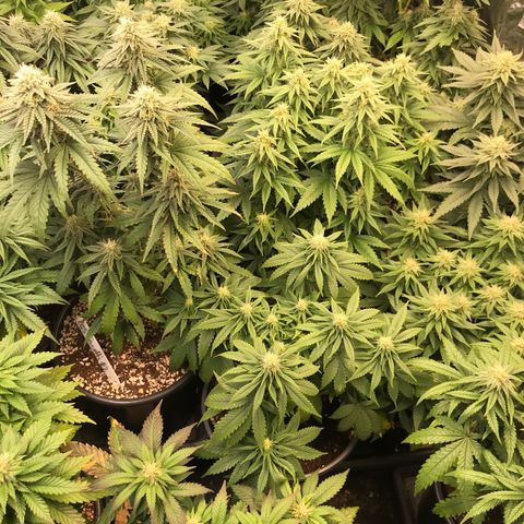 Do- Si- Dos #3 growlog timeline photo