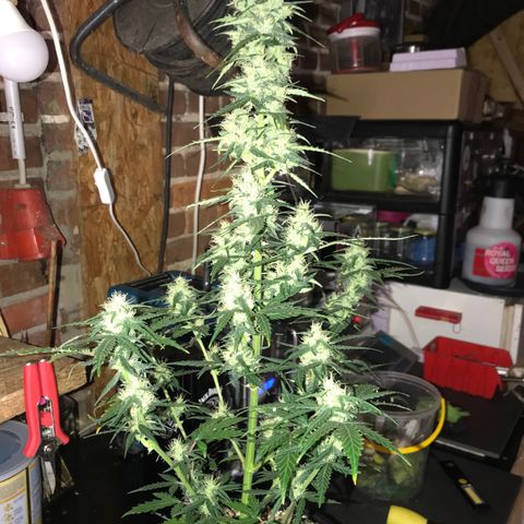 Purple Haze #1 growlog timeline photo