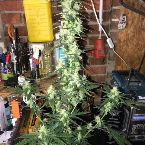 Purple Haze #1 growlog timeline photo