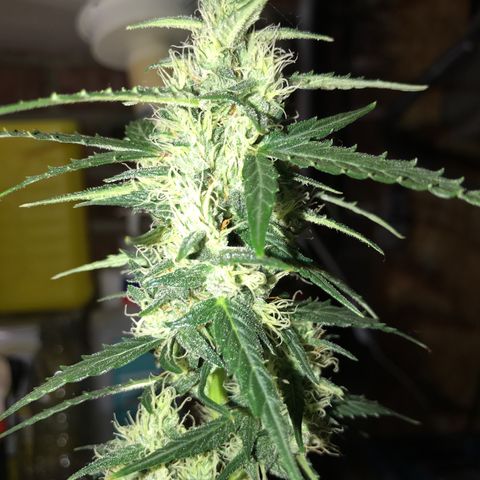 Purple Haze #1 growlog timeline photo